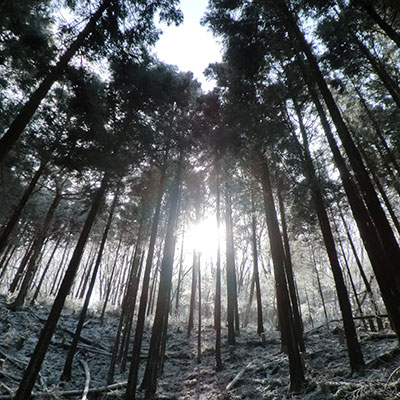 山頂を見上げると素敵な景色が待っています