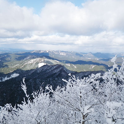 眼下の緑と霧氷とが織りなす世にも奇妙な光景