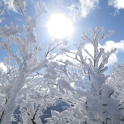 太陽に照らされた霧氷は本当に美しい