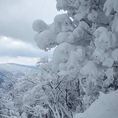 雪が多い日にはモンスターのような巨大な霧氷が出来上がります