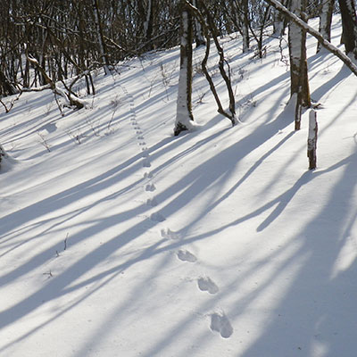 動物の足跡をトラッキングするのもおすすめです