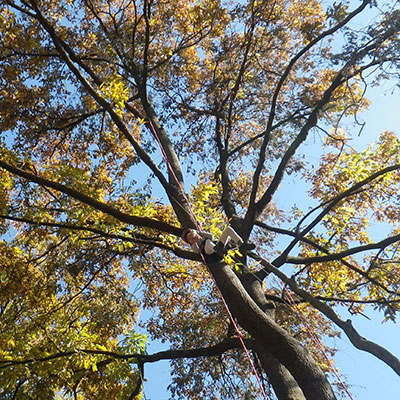 紅葉をツリーイングで間近に感じちゃいましょう