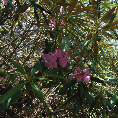 アケボノツツジの花が見られるのは6月初旬頃