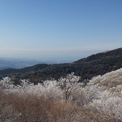 奈良の山はエバーグリーンにお任せください